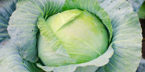 Když je možné vyčistit zelí na skladování v roce 2021?